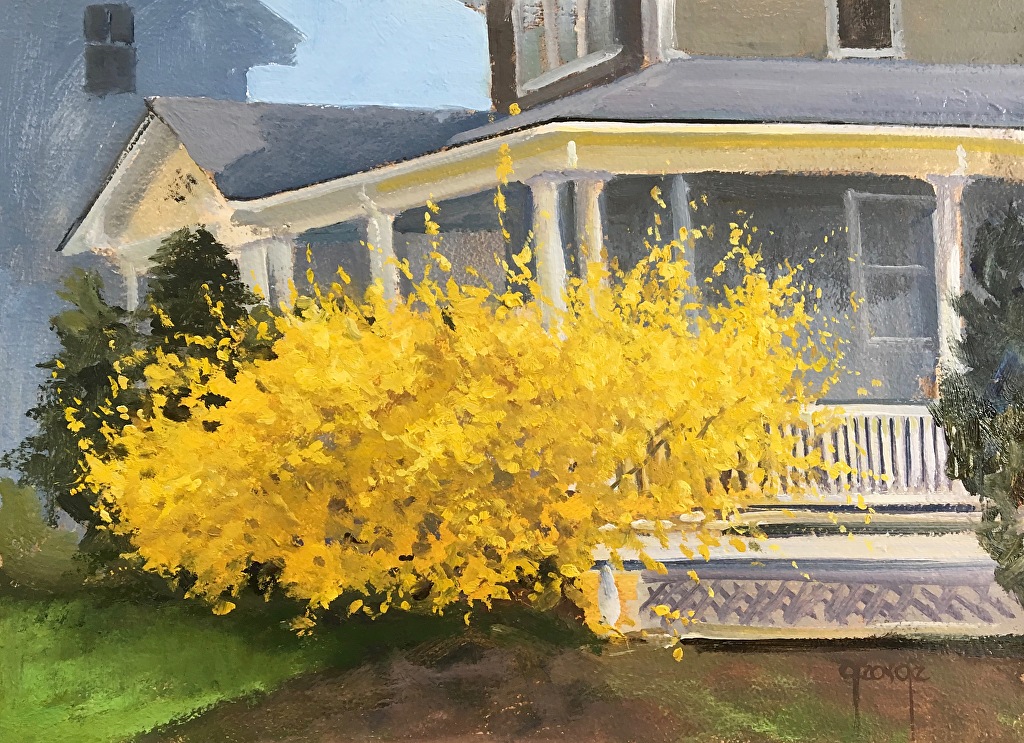 34Forsythias in Bloom